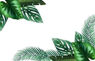 Monstera Leaf Background With Space Area for words or 3d rendering of falling leaves on white background. photo