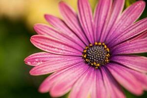 Close up macro pink flower photo