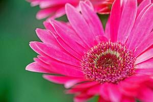 Close up macro gerbera photo