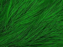 Background and textured of green Fountain grass blow from wind. photo