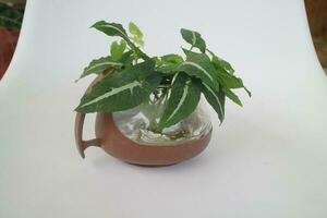 small green indoor house plant on the teapot photo