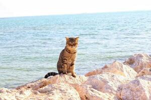 cat sitting on rock on seaside photo