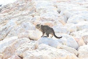 The cat on rock at beach side photo