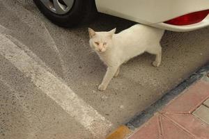 A beautiful white cat standing under the car photo