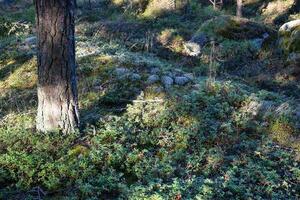 Estocolmo Suecia archipiélago bosque salvaje bayas foto