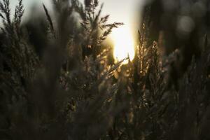 Dry grass in sun. Light in field. Details of morning nature. photo