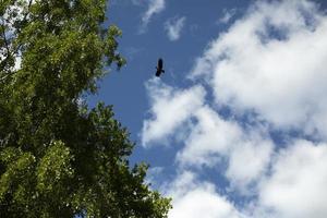 Crows in sky. Large black bird flies into forest. photo