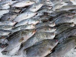 Fresh fish on ice shelf at market.Display for sale in ice filled at supermarket. It is a kind of freshwater fish that is normally bred as a food supply. photo