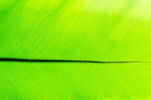 Dew drops on green leaves,Green leaf texture for background photo