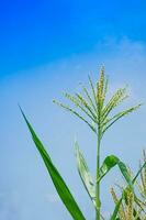 Corn flower against blue sky, Raw corn on plant, flower of field corn photo