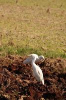 Great Egrets are Searching for Food in Agricultural Land. photo