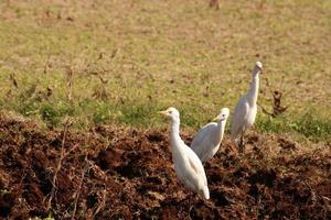 Great Egrets are Searching for Food in Agricultural Land. photo