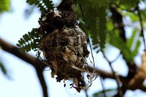 The Ruined Bird's Nest. photo