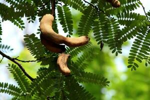 The Tamarind Fruits. photo