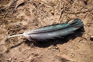 A Feather Fell to the Ground. photo