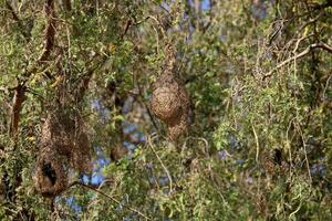 Bird Nest on Prosopis Cineraria Tree. photo