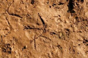 Footprints of Birds on the River Bank. photo