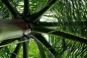 The Wild Palm Tree Stem. photo