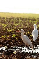 genial garceta buscando para comida en agrícola tierra. foto