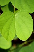 Wild Tree Leaves. photo