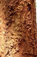 el termitas tener comido el árbol trompa. foto
