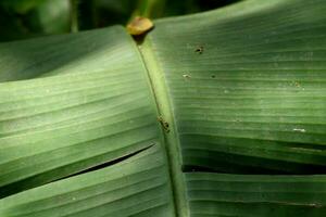 The Banana Tree Leaf. photo