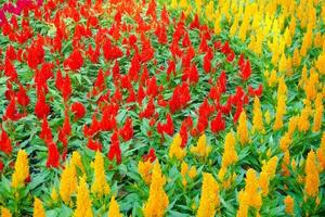 Colorful celosia flower in the garden.Beautiful Floral Background photo