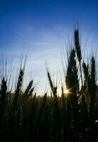 Green wheat field photo