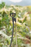 Sprinkler in high tube for field planted with corn photo