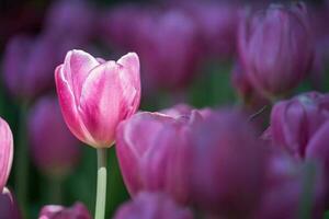 Pink tulips in the garden photo