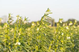 Sesame seed flower on tree in the field photo