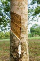 Tapping latex from Rubber tree photo