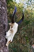 Skull buffalo on tree photo