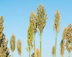 Sorghum or Millet agent blue sky photo