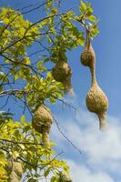 Baya weaver bird nest  branch on tree photo