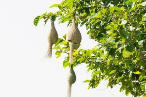 Baya weaver bird nest photo