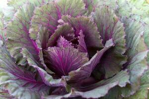 Fresh violet Cabbage photo