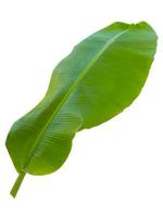 banana leaf isolated on white background,with clipping path. photo