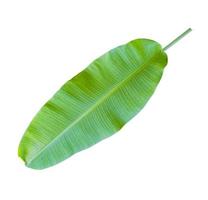 banana leaf isolated on white background,with clipping path. photo