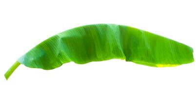 banana leaf isolated on white background,with clipping path. photo