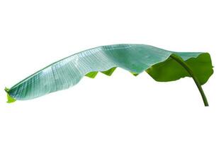 banana leaf isolated on white background,with clipping path. photo