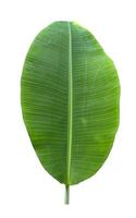 banana leaf isolated on white background,with clipping path. photo