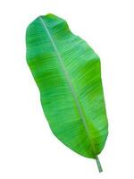 banana leaf isolated on white background,with clipping path. photo