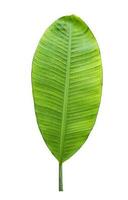 banana leaf isolated on white background,with clipping path. photo