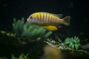 Goldfish in water. Flora and fauna in aquarium. Fish swim in sea. photo