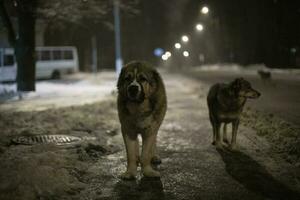 perros estar en la carretera a noche. extraviado perros en calle. mascotas caminando. foto