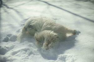 perro en la nieve. bata blanca en perro. Paseos de mascotas en invierno. foto