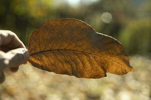 Dry leaf of plant. Fallen leaf. Hand holds plant. photo