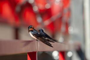 The swallow sitting on the railing looks around and looks at the camera. Selective focus on the bird. Beautiful red background with highlights and blurry. photo