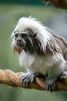 Funny monkey tamarin sits on a thick rope. The coat is white and black. Eyes are open, mouth is closed. Selective focus on the face. Vertical. photo